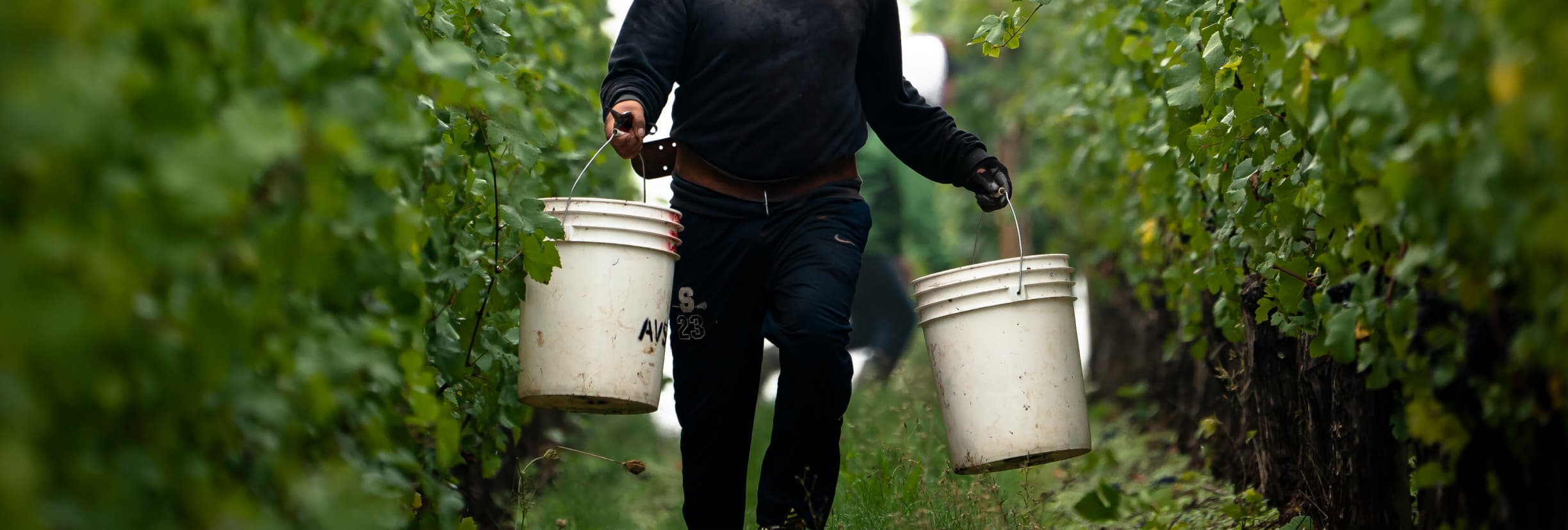 Worker carrying two buckets of grapes through the vineyard.