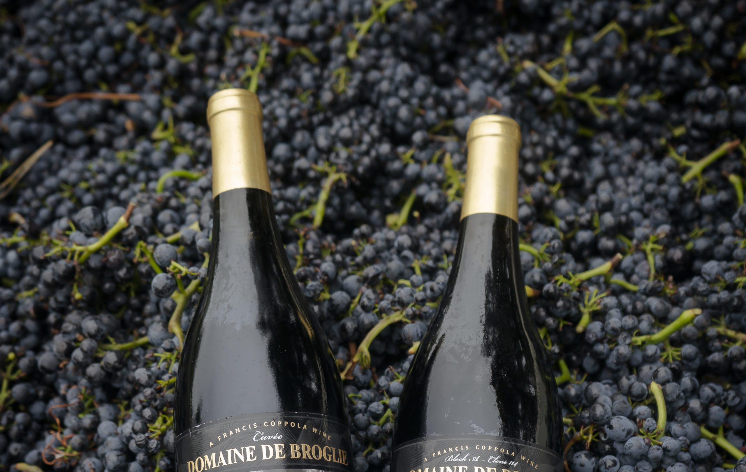Two bottles of Domaine de Broglie wine sitting on top of a pile of grapes.